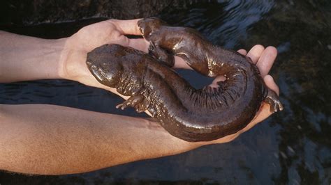 Water Salamander