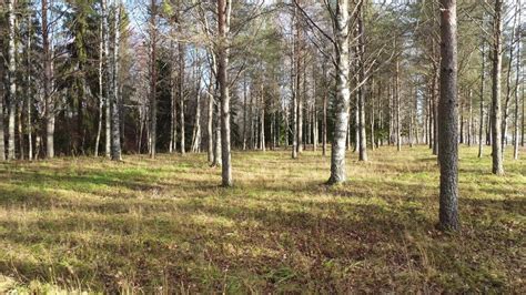 Image result for Video Full HD Local