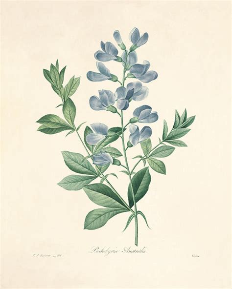 Antique Botanical Prints SET of 6 Botanical Art Prints Flower Prints ...