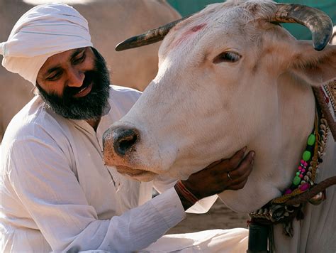Gokuldham Gau Sewa Mahatirth | Cow Rescue & Gau Seva