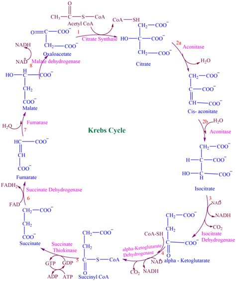 Krebs Cycle Explained Simply 的图像结果