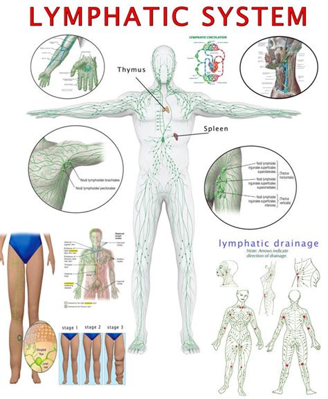 Rezultat imagine pentru Lymphatic System Fun