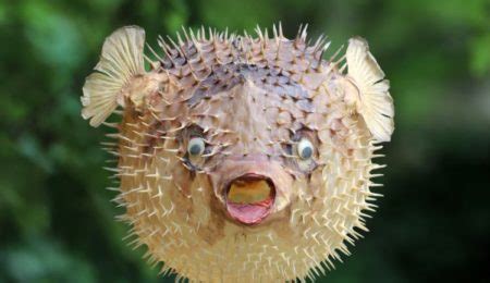 Image result for Puffer Fish Fun Facts