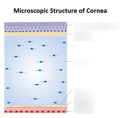 Diagram of Microscopic Structure of Cornea | Quizlet