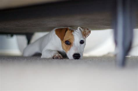 Are Dogs Scared Of The Dark? The Truth Behind Your Pet’s Fear