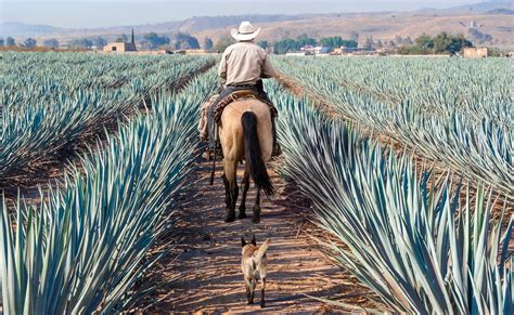 14 consejos para viajar a Tequila, Jalisco | Entre Copas de Agave