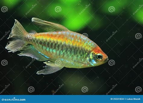 Congo Tetra, Phenacogrammus Interruptus, Male And Female Endemic Of ...