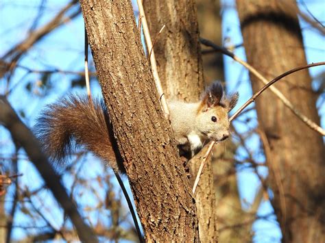 Wildlife in Hokkaido – Top 10 Animals to See in Japan