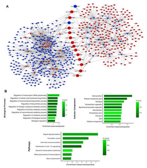 Depolarization-Associated CircRNA Regulate Neural Gene Expression and ...