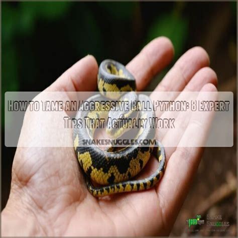 Image result for Ball Python Angry