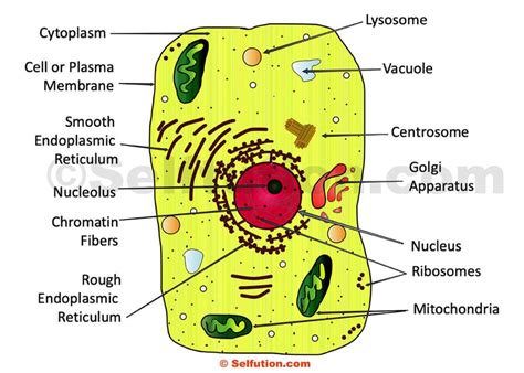 Cellular Structure 的图像结果