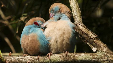 How Do Love Birds Mate