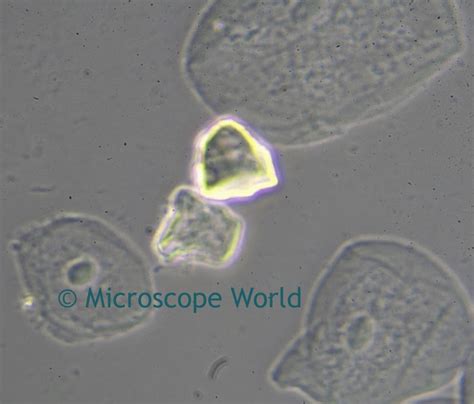 Cheeks Cells Under a Compound Microscope 的图像结果