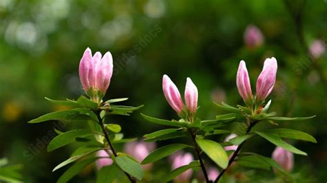 Image result for Spring Backgrounds PowerPoint