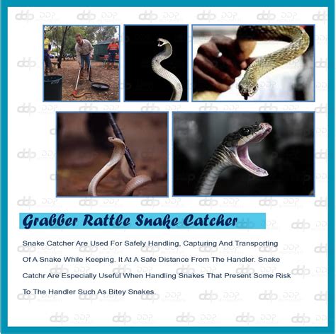 DDP 60 Snake Catcher Stick - Rattlesnake Catcher & India | Ubuy