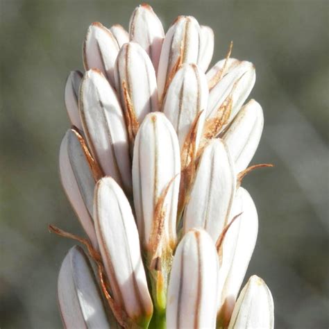 VARA DE SAN JOSE – Vivero El Encanto