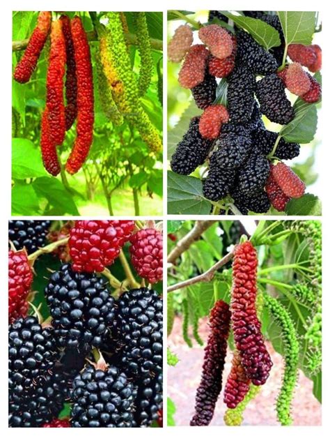 BALA PLANT CREATION Live Combo Shahtoot Mulberry Plant Juicy Fruit ...