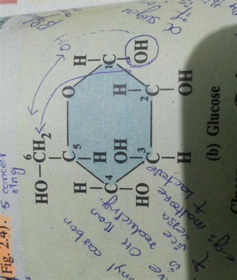 write the number of hydroxyl group present in Glucopyranose - Brainly.in
