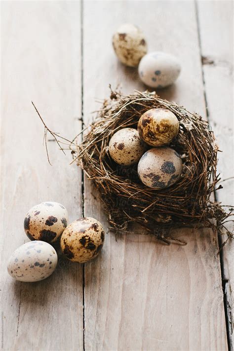 "Quails Eggs In A Nest." by Stocksy Contributor "Helen Rushbrook" - Stocksy