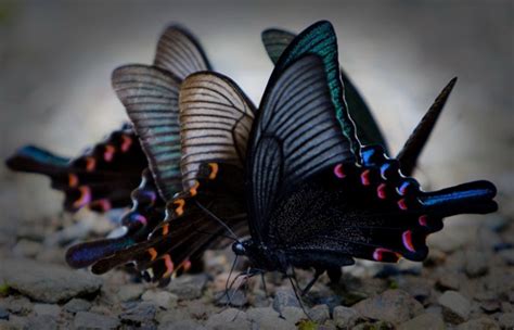 黑蝴蝶--开化新闻网