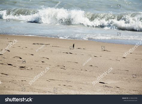 33 Loyola Beach Chicago Images, Stock Photos, 3D objects, & Vectors ...
