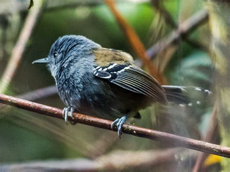 Grey-headed Antbird - eBird