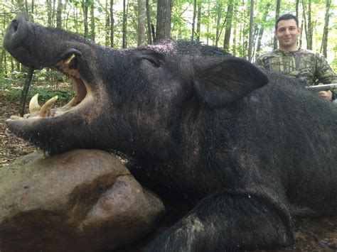 Wild Boar Hunting TN - Spartan Hunting Lodge