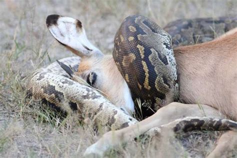 Image result for Python Swallow an Impala Whole