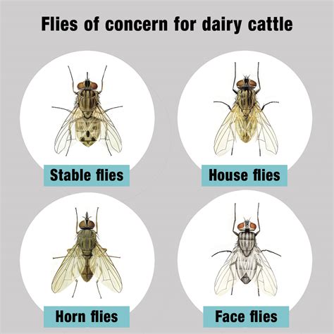5 proactive mitigation strategies for effective fly control for dairy ...