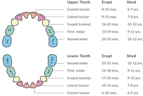 Image result for Tooth Growth Chart