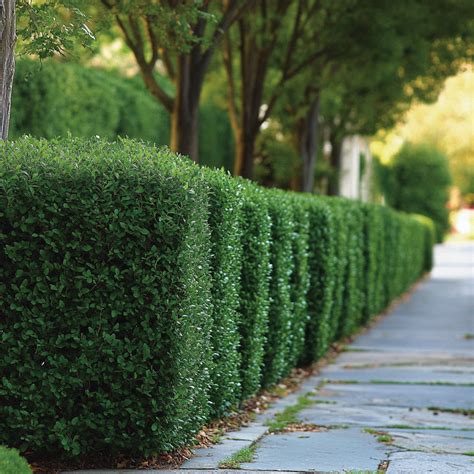Japanese Boxwood – Versatile Evergreen Shrub for Hedges & Borders in ...