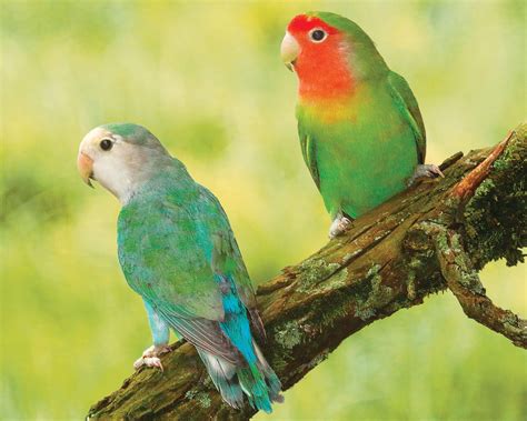 Image result for Elevage Inseparable Conseils