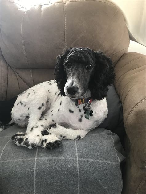 Dalmatian Mix With Poodle