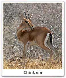 Chinkara, Chinkara in India, Chinkara in Bandhavgarh National Park- Eco ...