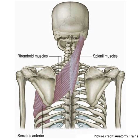 Splenius Cervicis Muscle