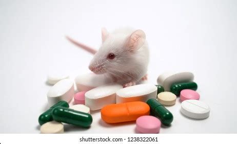 Image result for Intradermal Injection Mouse