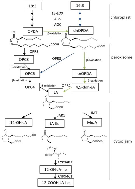 Jasmonic Acid Signaling Pathway in Plants