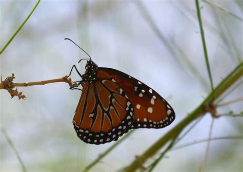 Queen Butterfly at Agua Caliente - Greg in San Diego