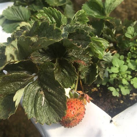 STRAWBERRY GARDEN HOTEL KAMPUNG (Kundasang) - Hotel Reviews, Photos ...