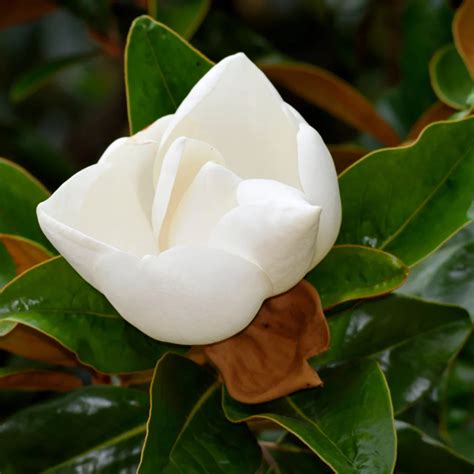 Dwarf Magnolia Trees Little Gem Magnolias | Texas Tree Farms