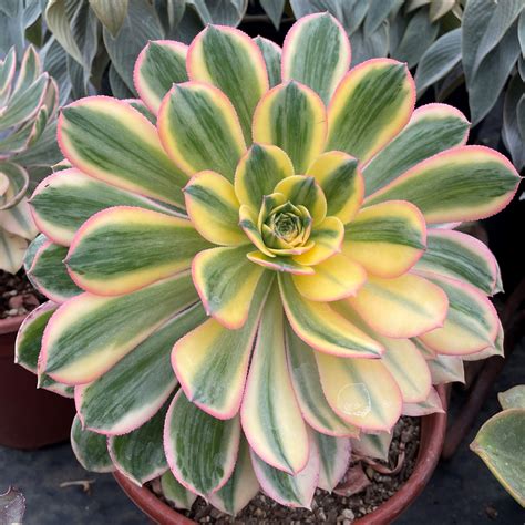 Aeonium 'Sunburst' - Copper Pinwheel Succulent (2" Pot) | Little Prince ...