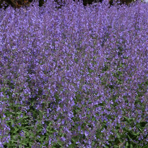 (Catmint) PP # 23,074 Nepeta faassenii x Junior Walker from Swift ...