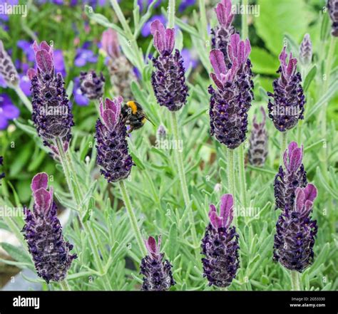 Close up of French Lavender plants in Devon garden with a visiting bee ...