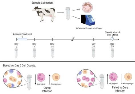 Association of Differential Somatic Cell Count with Antibiotic Success ...