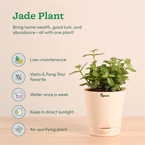Vastu & Feng Shui Lucky Plant Combo - Good Luck Plants for Home – Ugaoo
