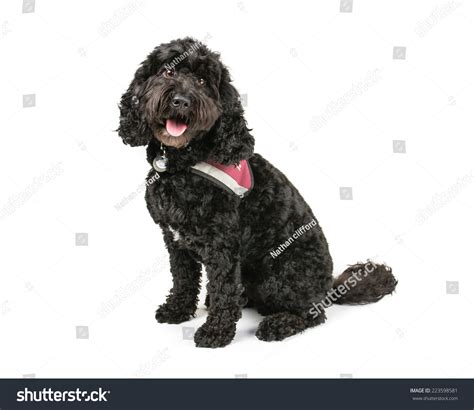 Image result for Adult Cockapoo No Background