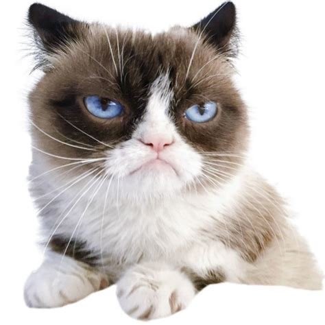 Image result for Grumpy Cat Game