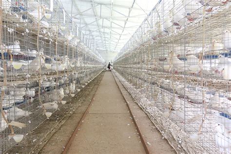 养殖肉鸽|种鸽|蛋鸽2021年市场前景分析|白羽王鸽|美国落地王种鸽-阿里巴巴