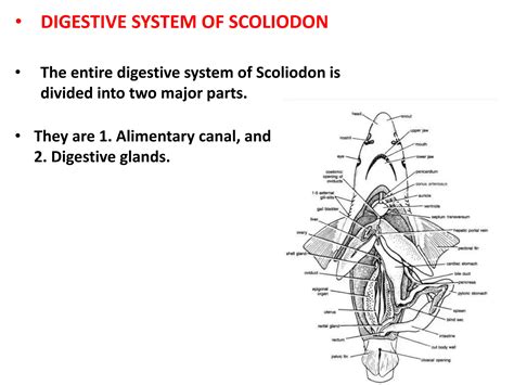 Digestive System Of Scoliodon Notes On Zoology.com