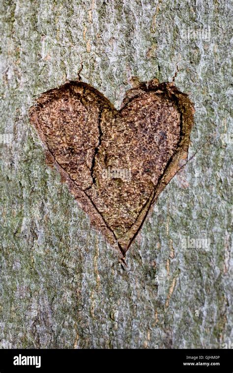 Tree Well Sign 的图像结果